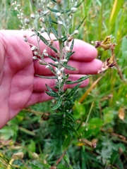 Artemisia ludoviciana