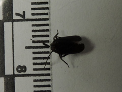 Phylloscelis atra