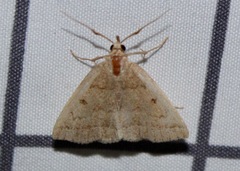 Zanclognatha jacchusalis