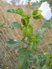 Nicandra physalodes