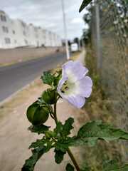 Nicandra physalodes