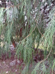 Juniperus flaccida