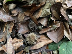 Rhizomarasmius setosus