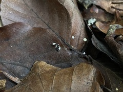 Rhizomarasmius setosus