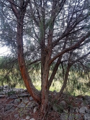 Juniperus flaccida
