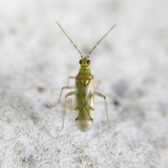 Tupiocoris