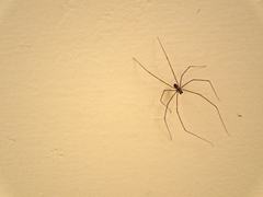 Physocyclus globosus