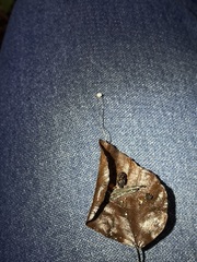 Rhizomarasmius setosus