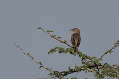 Cisticola