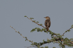 Cisticola