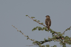 Cisticola