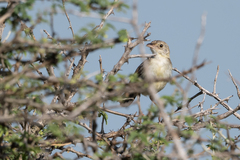 Cisticola natalensis
