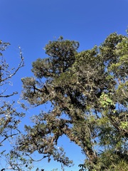 Podocarpus