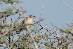 Cisticola natalensis