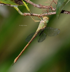 Triacanthagyna septima