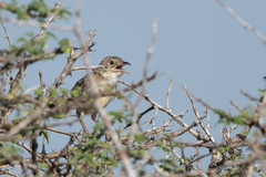 Cisticola natalensis
