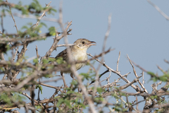Cisticola natalensis