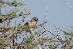 Cisticola natalensis
