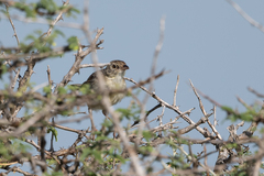Cisticola natalensis