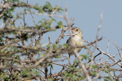Cisticola natalensis