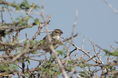Cisticola natalensis