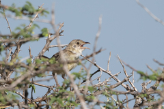 Cisticola natalensis