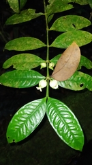 Faramea guianensis