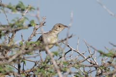 Cisticola natalensis