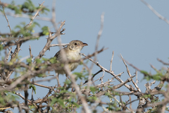 Cisticola natalensis