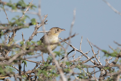 Cisticola natalensis