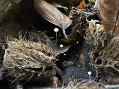 Rhizomarasmius setosus