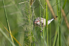 Estrilda troglodytes