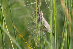 Estrilda troglodytes