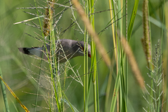 Estrilda troglodytes