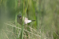 Estrilda troglodytes