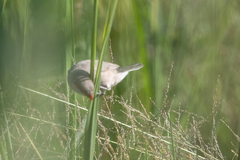 Estrilda troglodytes