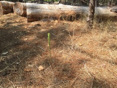 Platanthera elongata