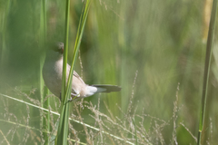Estrilda troglodytes