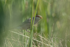 Estrilda troglodytes