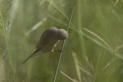Estrilda troglodytes