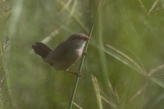 Estrilda troglodytes