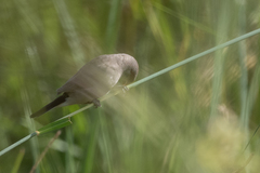 Estrilda troglodytes