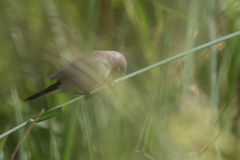 Estrilda troglodytes