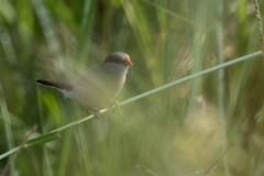 Estrilda troglodytes