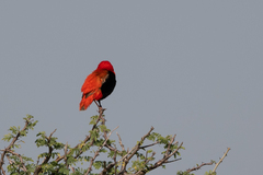 Euplectes franciscanus