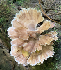 Cotylidia aurantiaca