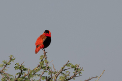 Euplectes franciscanus