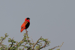 Euplectes franciscanus