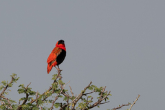 Euplectes franciscanus