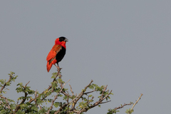 Euplectes franciscanus